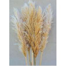 Dried Pampas Grass - Natural Pampas Grass