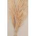 Dried Pampas Grass - Natural Pampas Grass