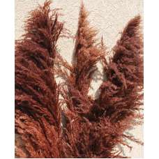 Dried Pampas Grass - Brown Color