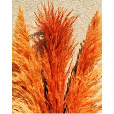 Dried Pampas Grass - Orange Color