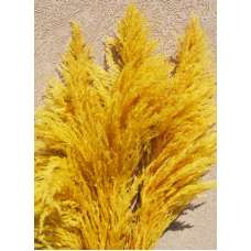 Dried Pampas Grass - Yellow Color