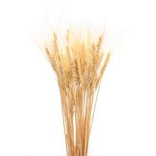 Bulk Case of Wheat Stalks - 15 lb case