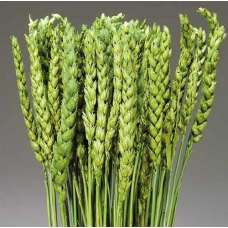 Dried Wheatgrass