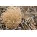 Giant Western Tumbleweed