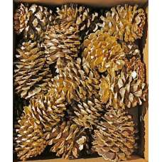 Gold Craft Ponderosa Pinecones