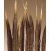 Golden Pheasant Feathers Natural