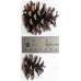 Lodgepole Pine Cones (PineCones)