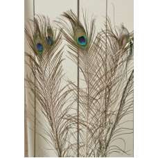 Peacock Eye Feathers for sale