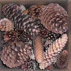 Pine Cone Assorted Box