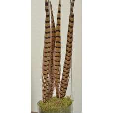 Ringneck Pheasant Feathers 16-18