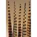 Ringneck Pheasant Feathers 16-18