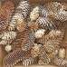 Spruce Pine Cones - Assorted Sizes