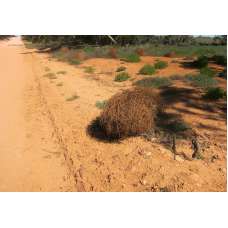 Tumbleweed Seeds