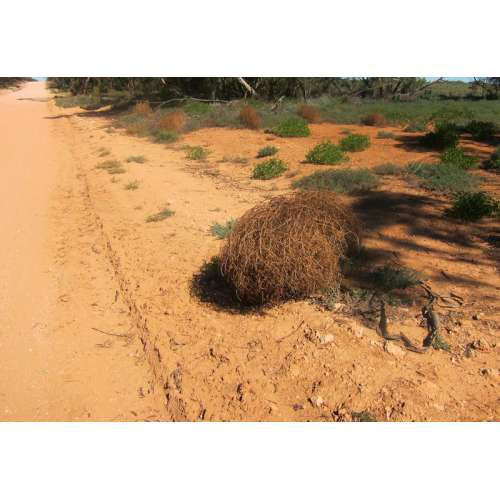 Why Do Tumbleweeds Tumble?