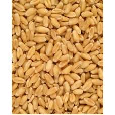 Wheat Kernels (Grain Kernels) Loose Wheat