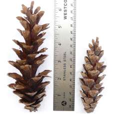 White Pine Cones - Strobus Cones