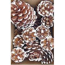 White Tipped Pine Cone Assorted Box