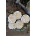 Wood Old Rose Flowers