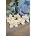 Wood Orchid Flowers