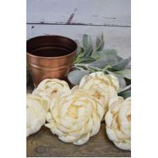 Wood Peony Flowers - Peonies BH