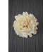 Sola White Beauti Chip Rose