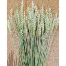 Green Beardless Wheat Bundle