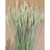 Green Beardless Wheat Bundle