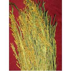 Ornamental Rice Bundle (Dried)