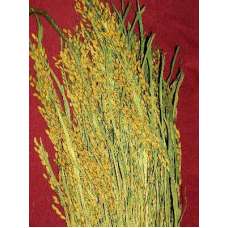 Ornamental Rice Bundle (Dried)