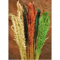 Dried Wild Oats - Decorative