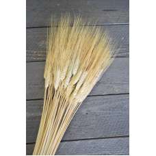 Triticum Wheat Bundles - 8oz blond